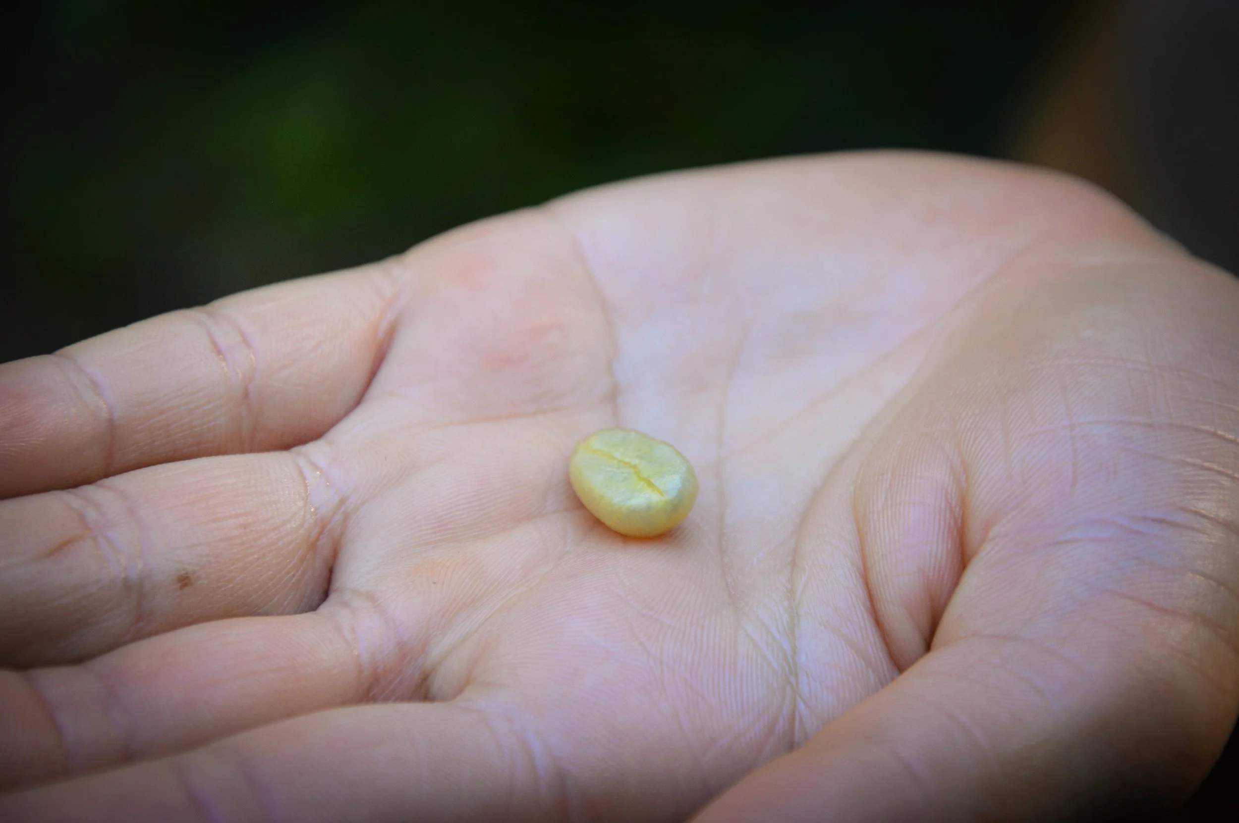 Pre Roasted Bean, Sea Island Coffee Production
