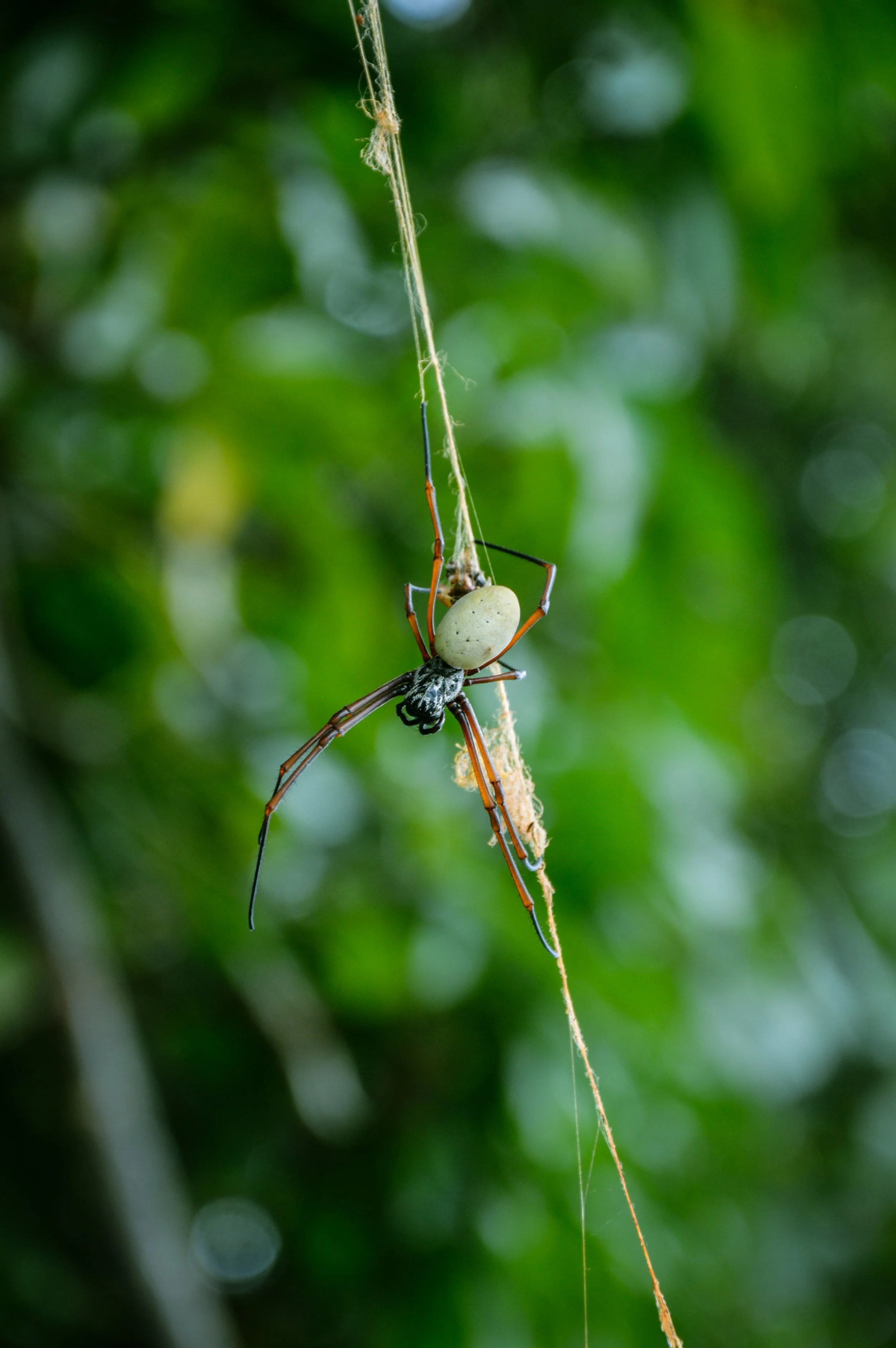 Golden Orb Weaver , Ambrym