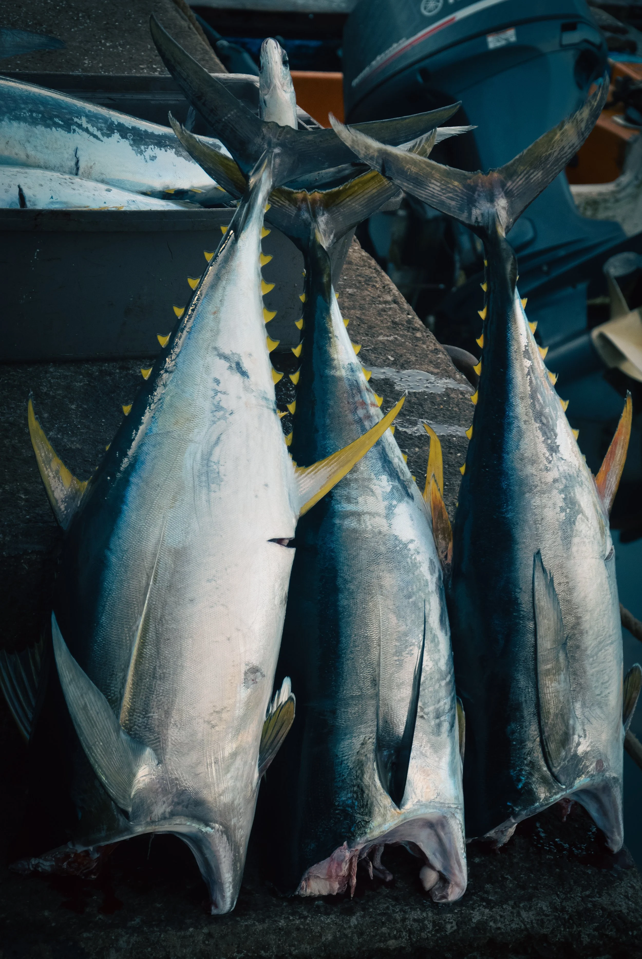 Yellowfin Tuna, Otai