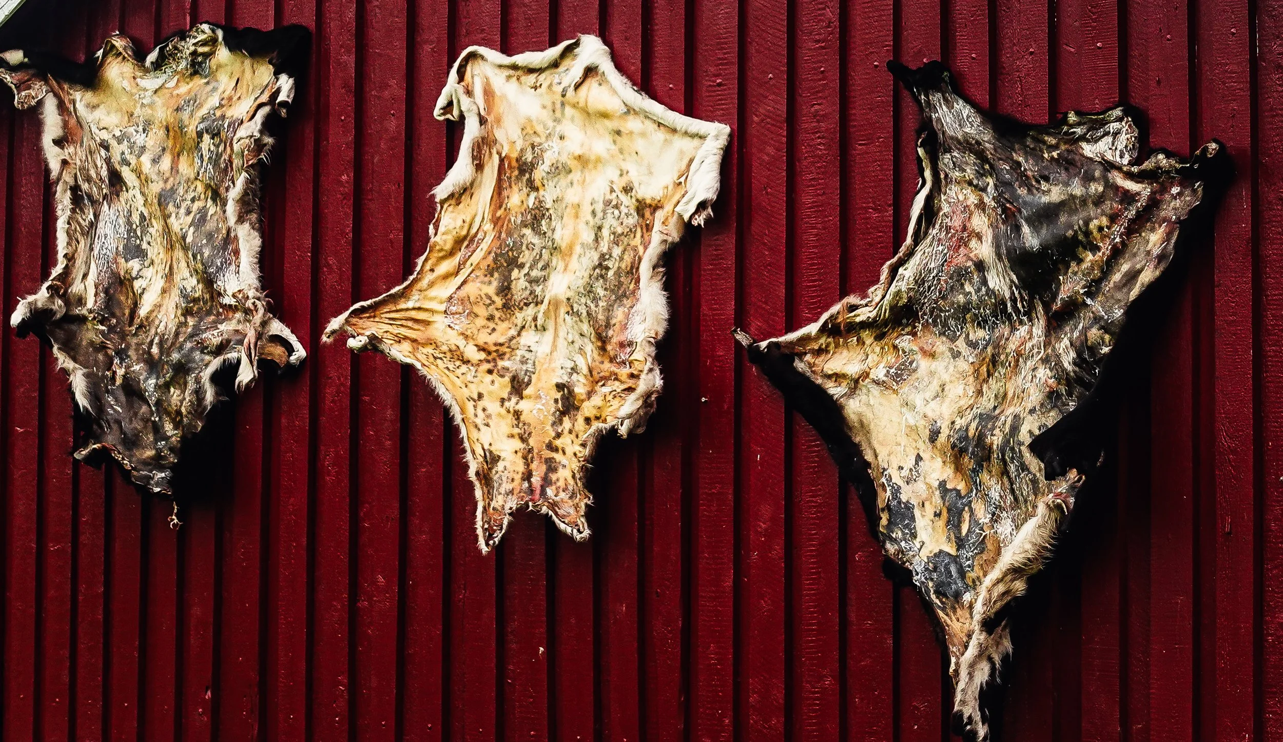 Skins, Kvitnes Gård In Vesterålen