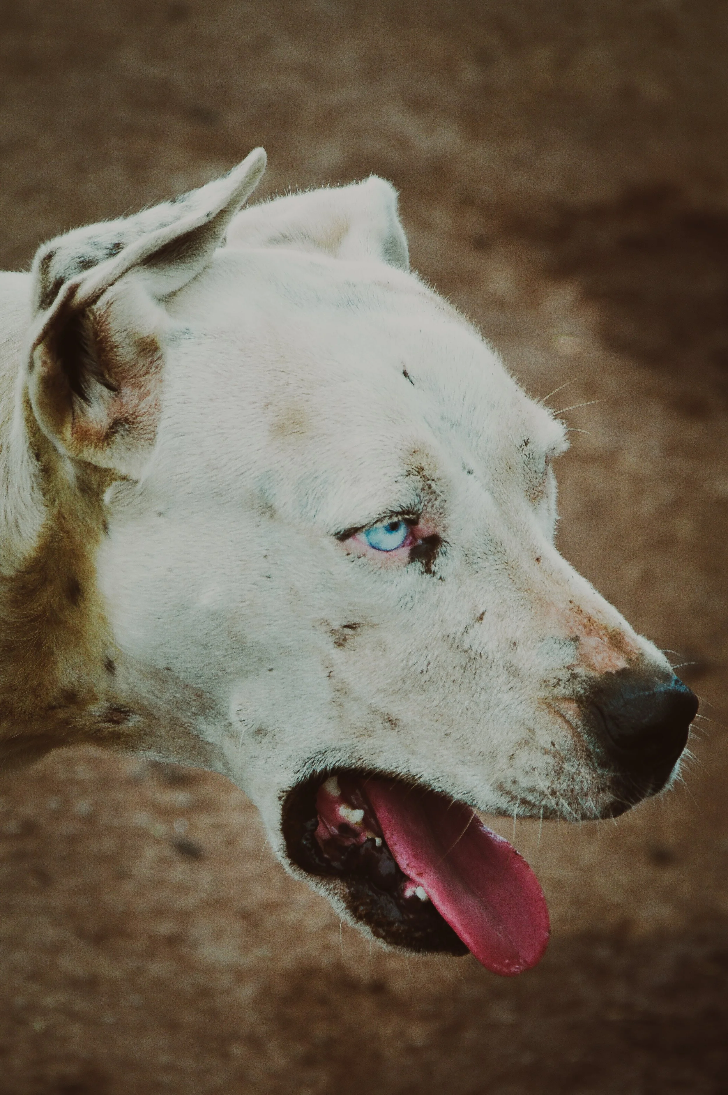 Infected Street Dog, Hanga Roa