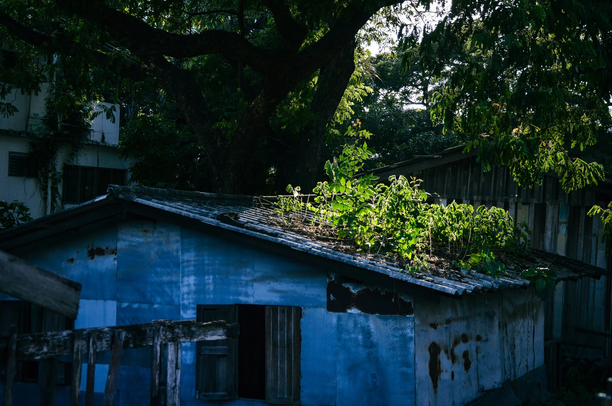 Nature Reclaiming, Bangkok