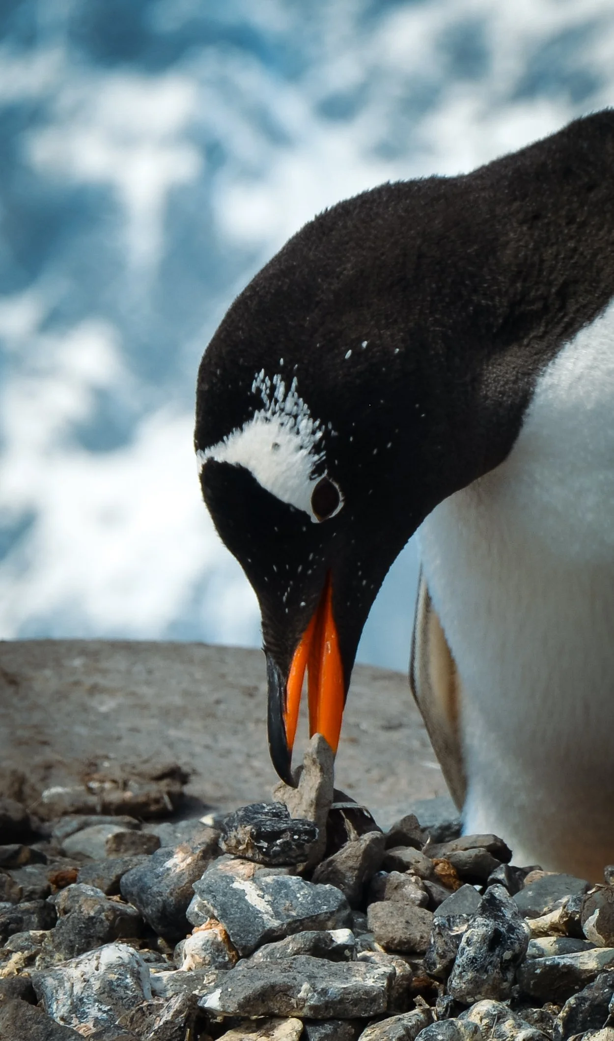 Pebble Flexing, Port Lockroy