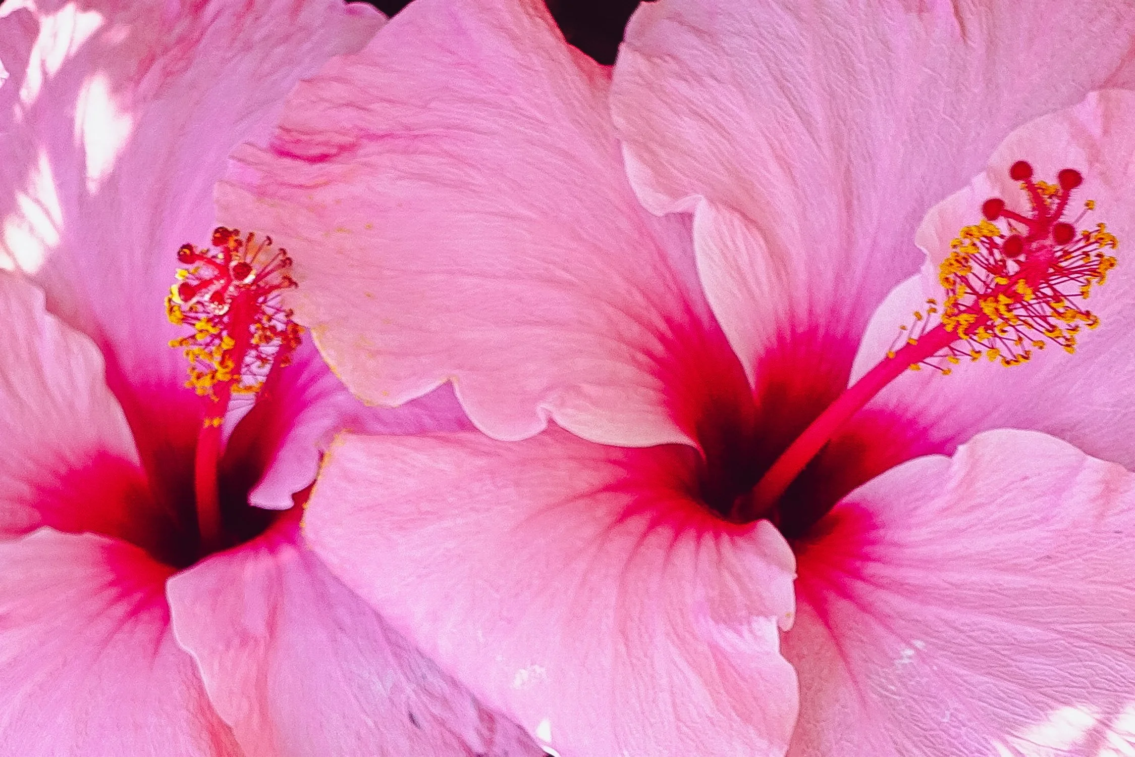 Hibiscus, Rapa Nui