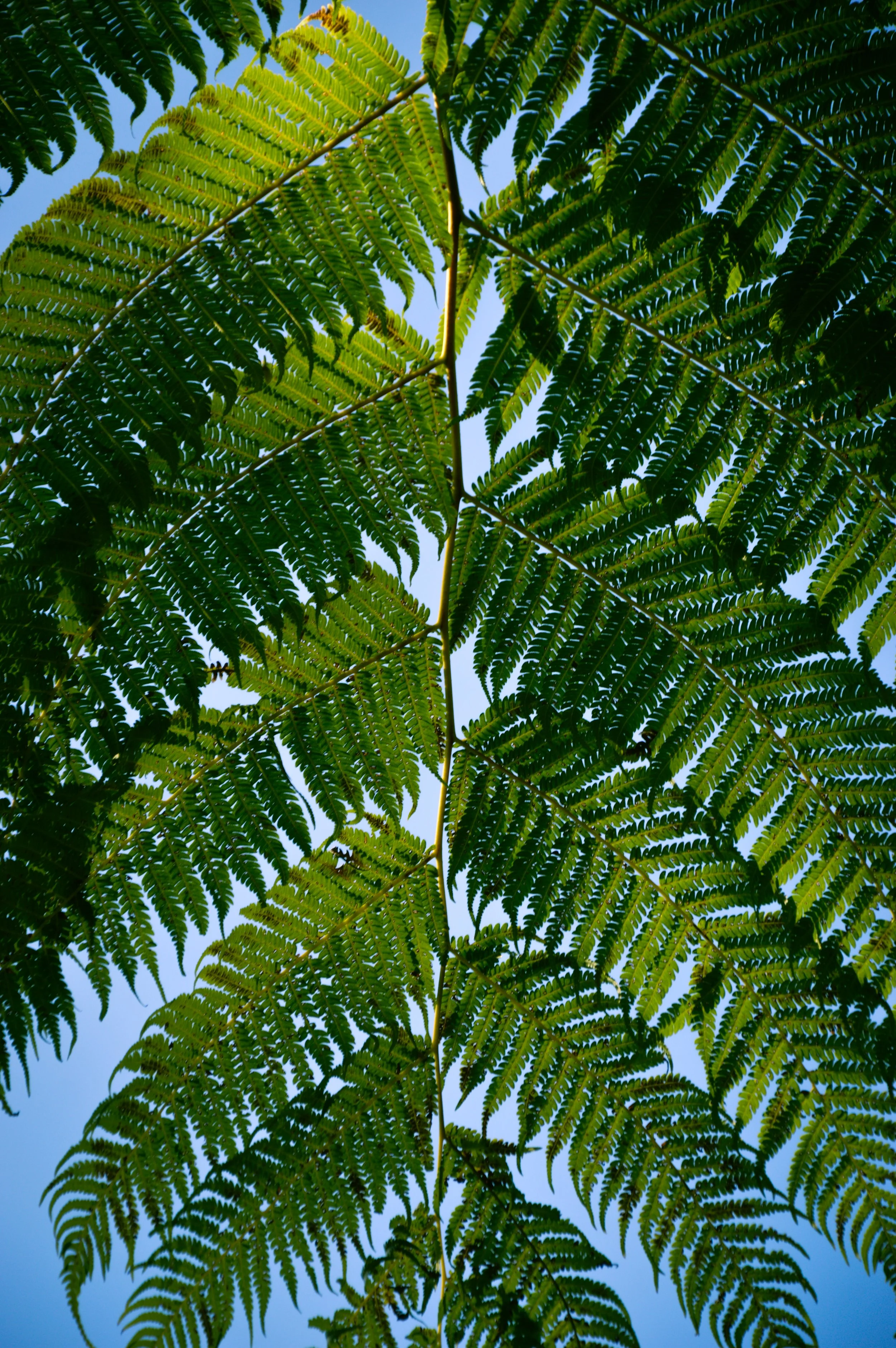 Sky Fern , Honiara