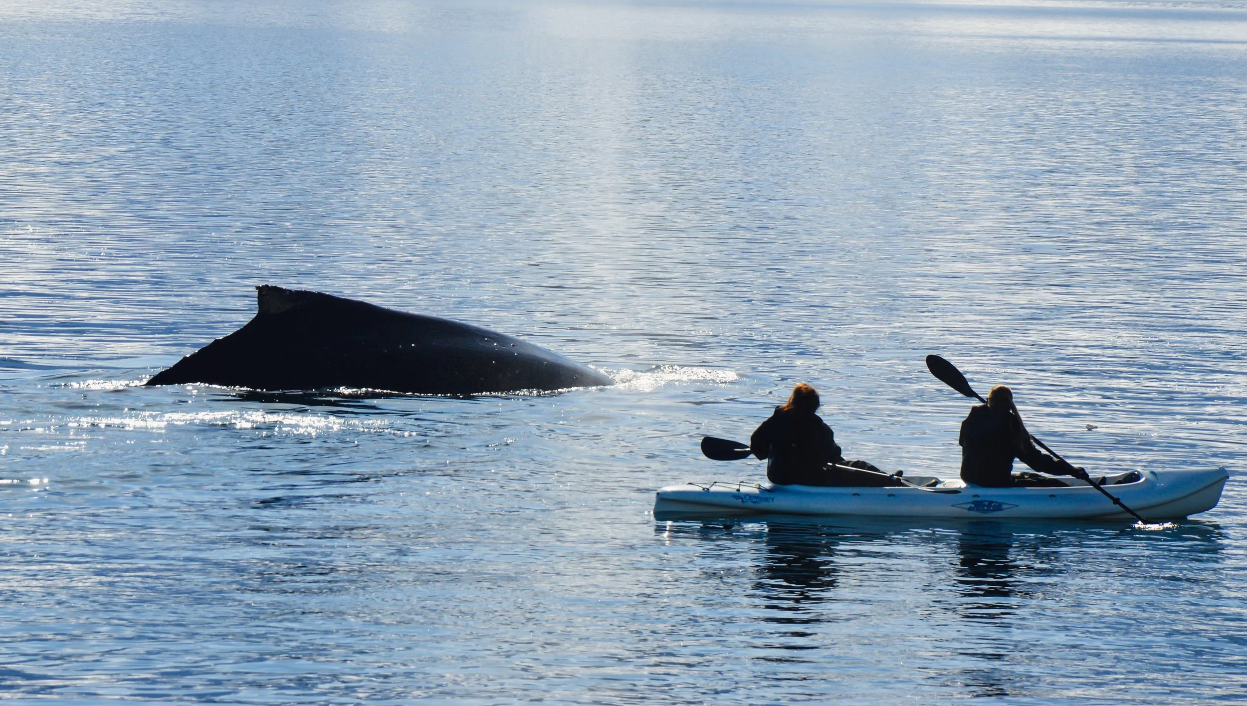 Close Encounters, Whalers Bay