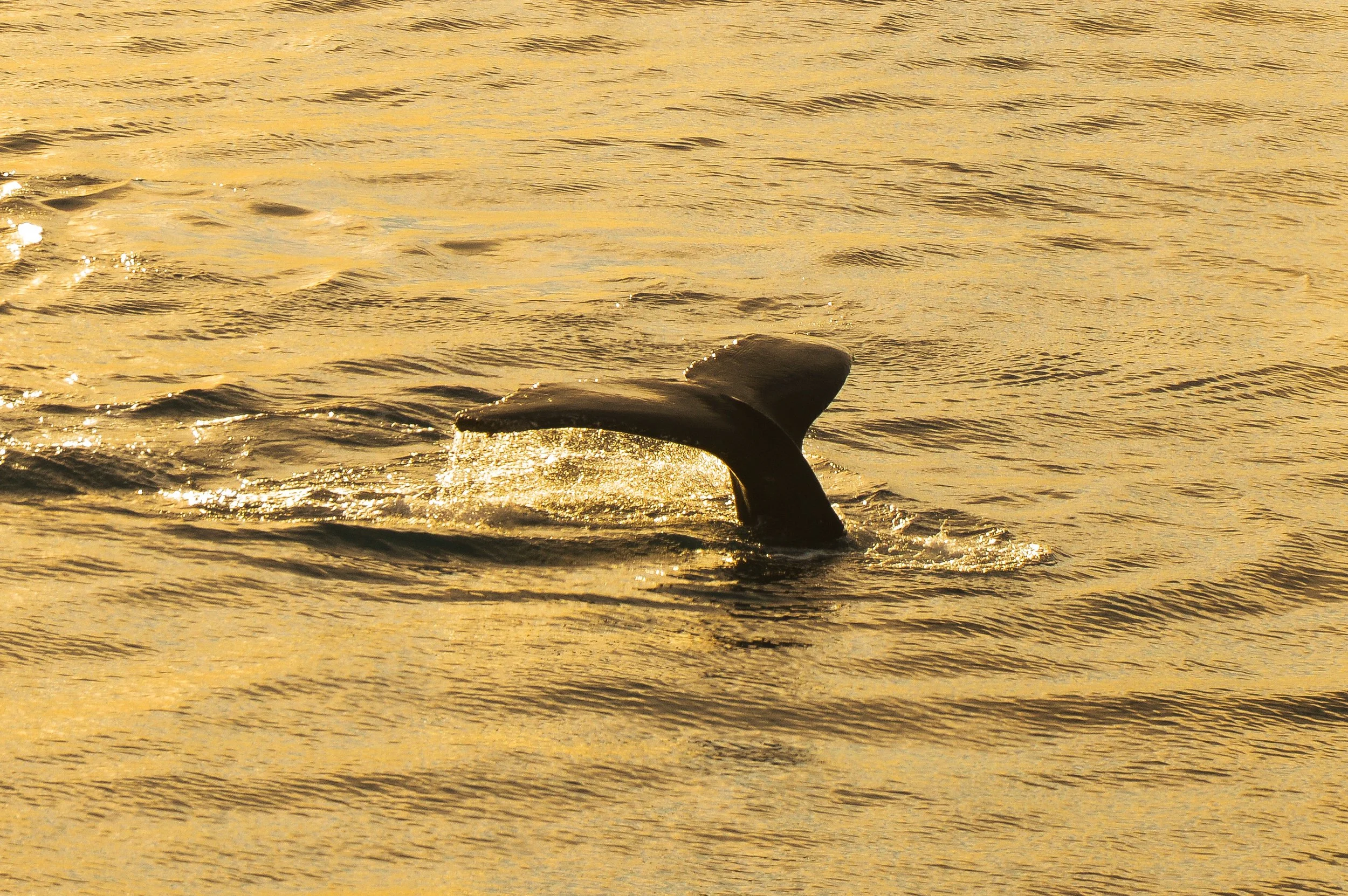 Hump Back Tail, Curtiss Bay