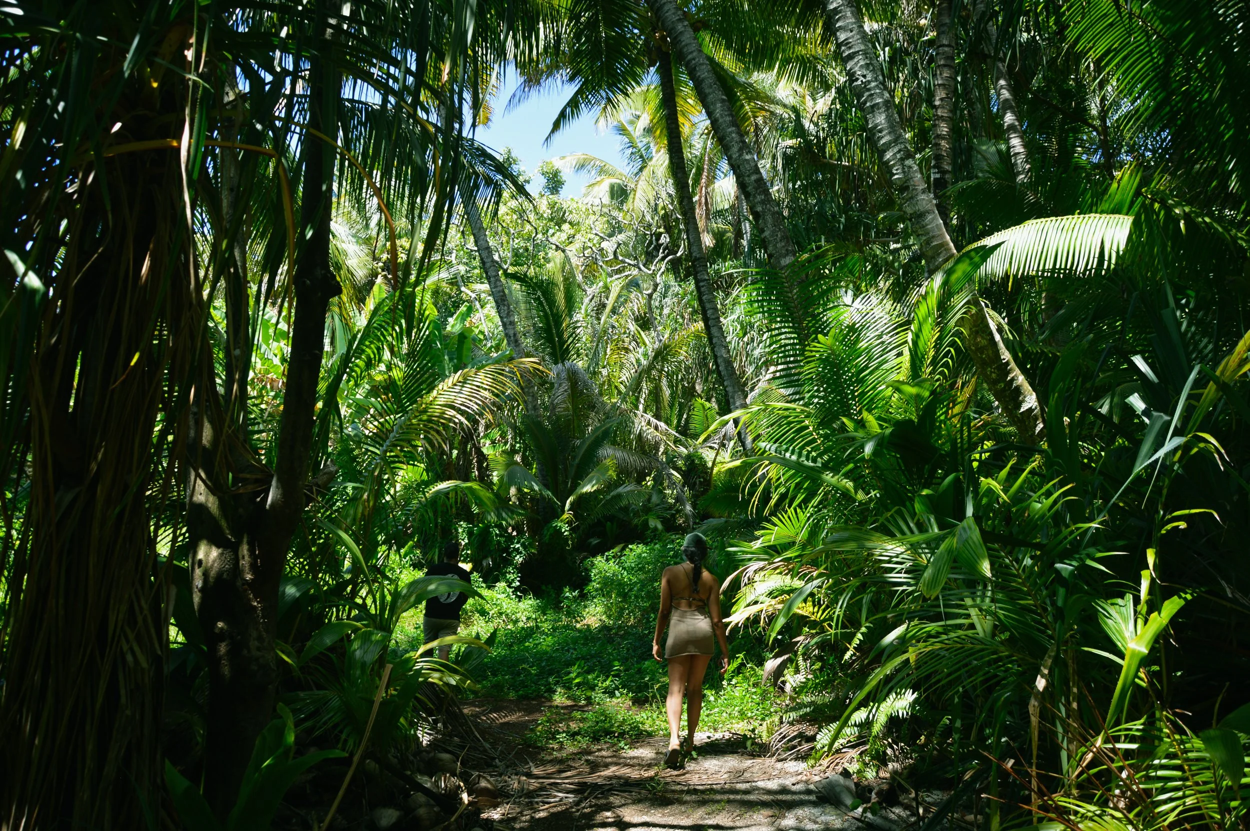Searching for Miz T Tortoise, Tedside Western Island 