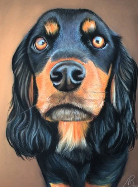 Rosa, Orignal pet portrait commission of Rosa in Pastal.2024.