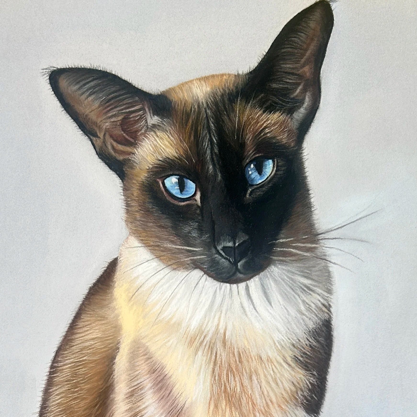 Close-up of a Siamese cat with striking blue eyes and dark brown points on the face, ears, and neck, against a light background.