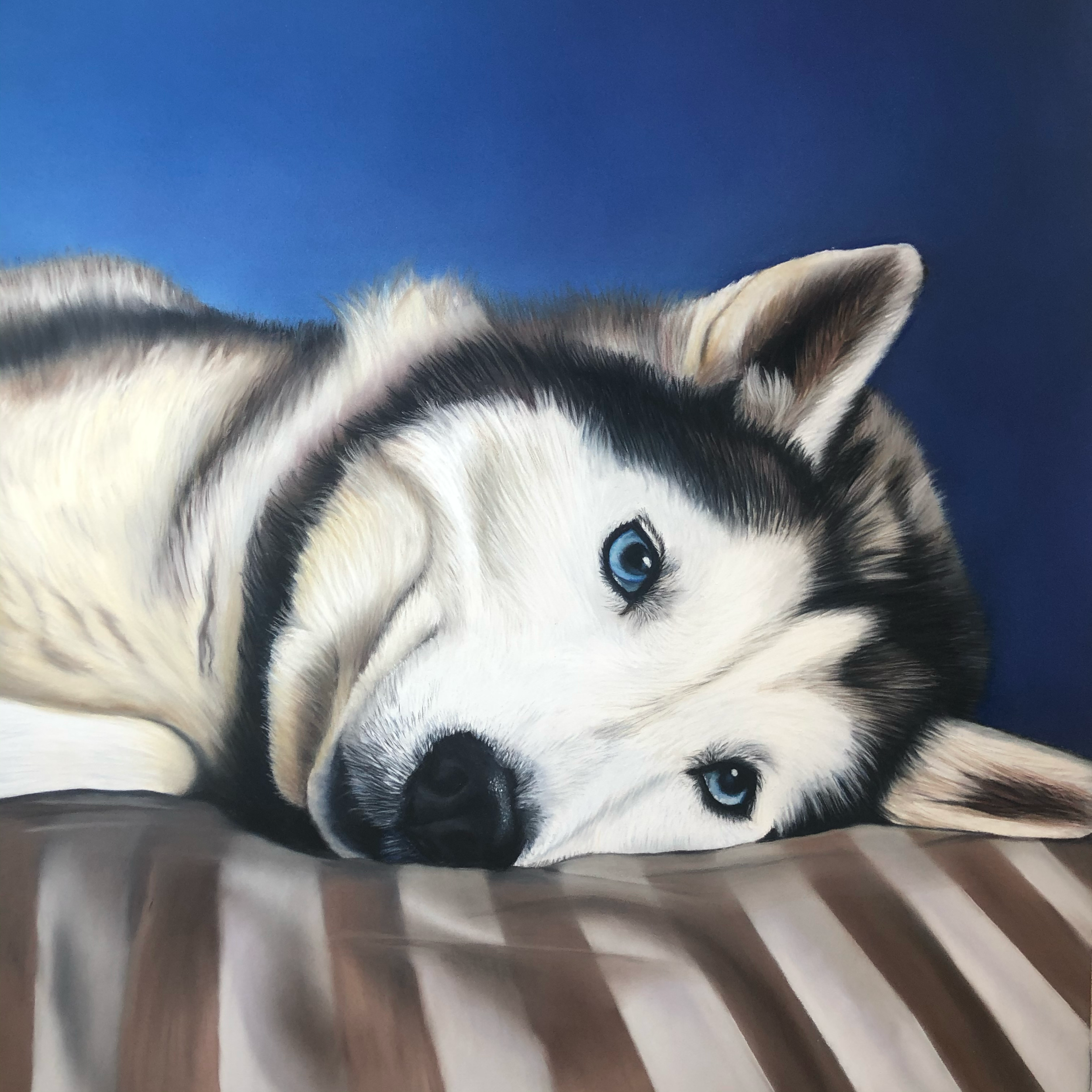 Close-up of a husky puppy with blue eyes behind a metal fence.