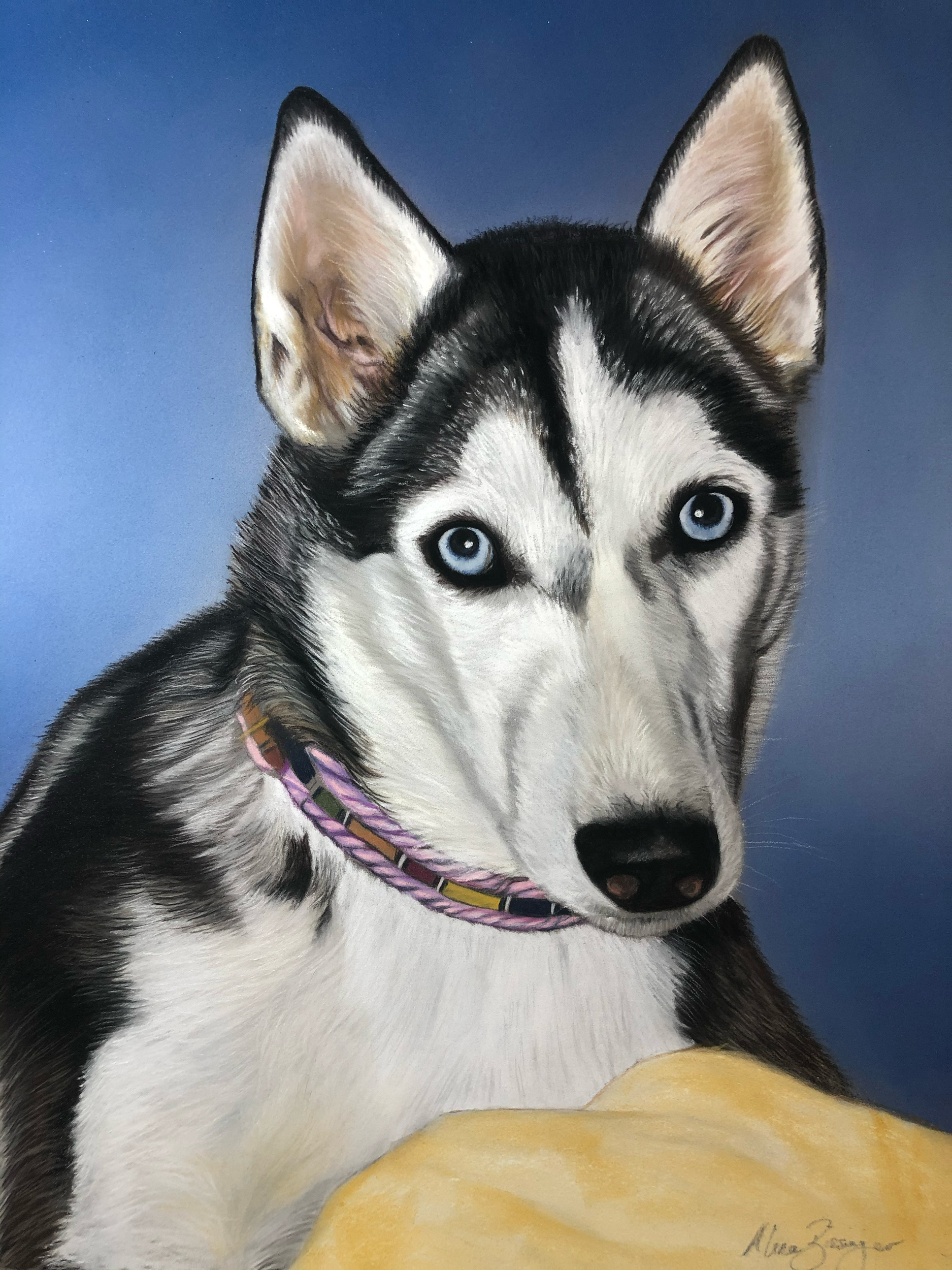 Close-up of a Siberian Husky puppy with blue eyes, black and white fur, and wearing a purple collar, against a blue background.