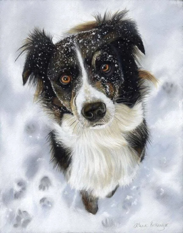 A cute Australian Shepherd dog looking up in the snow with snow on its face.