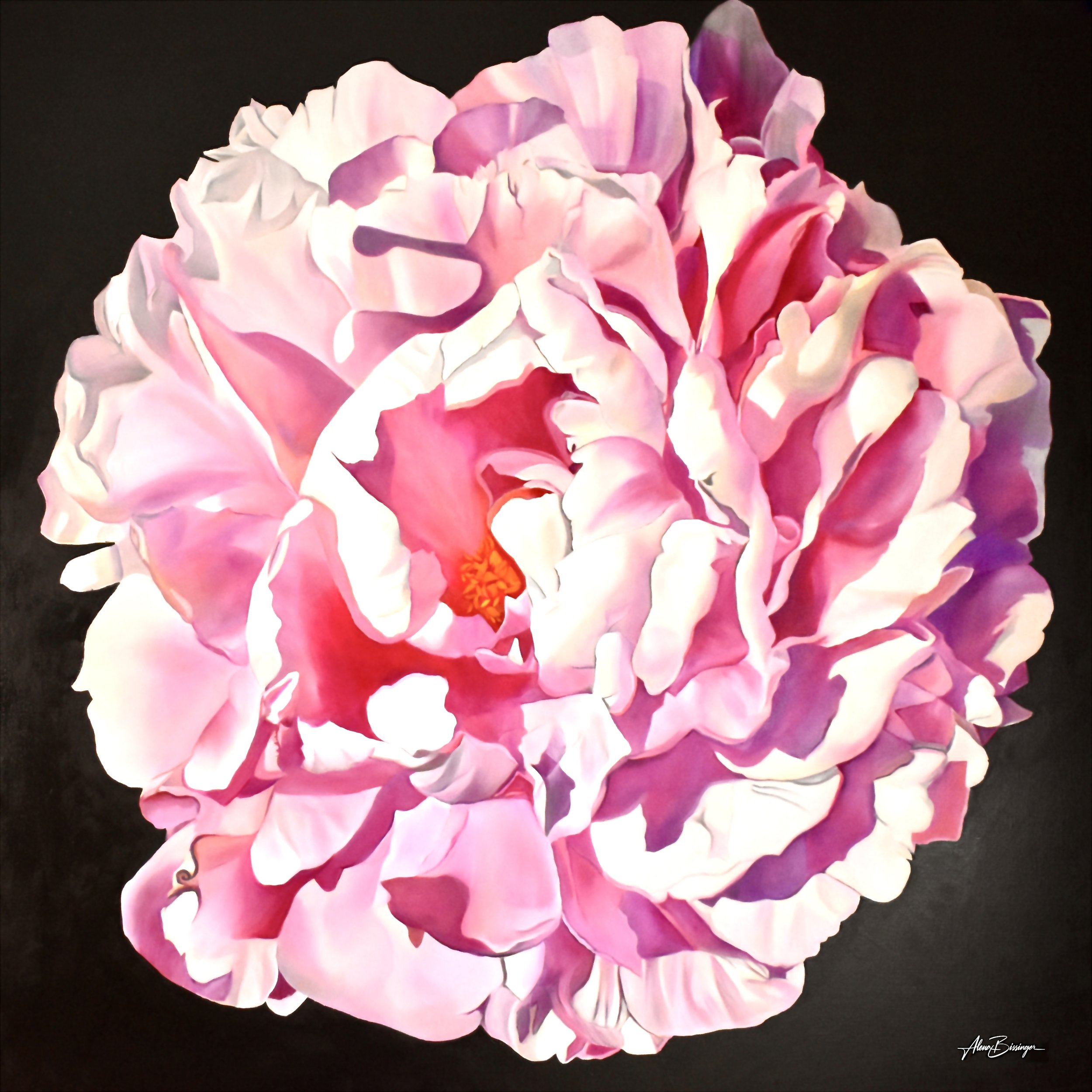 A large, pink and white peony flower against a black background.