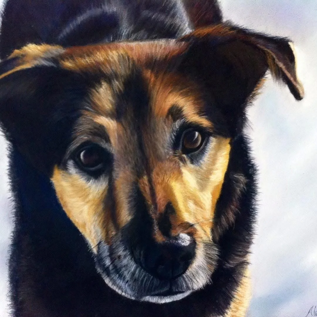 Close-up of a young dog's face with a black and tan coat, looking directly at the camera.
