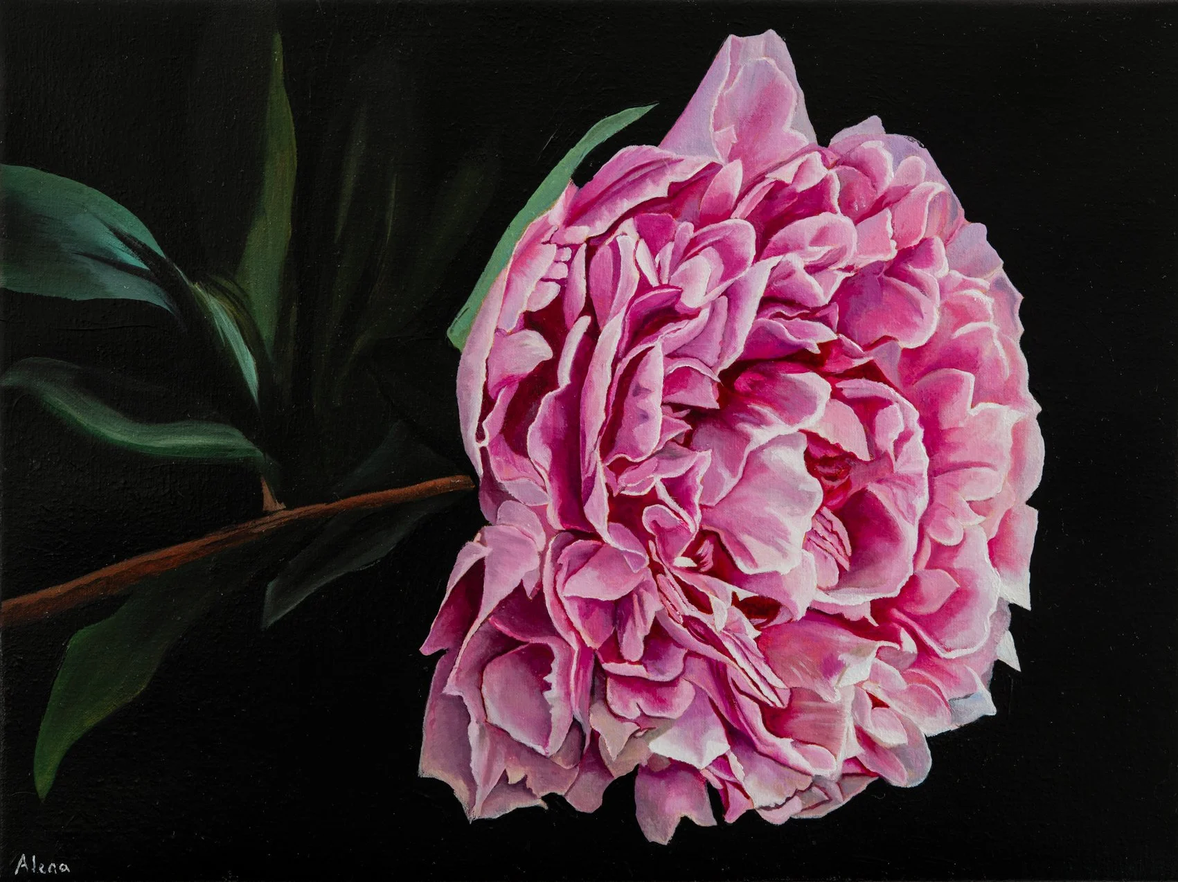 A realistic painting of a pink peony flower with green leaves on a black background.