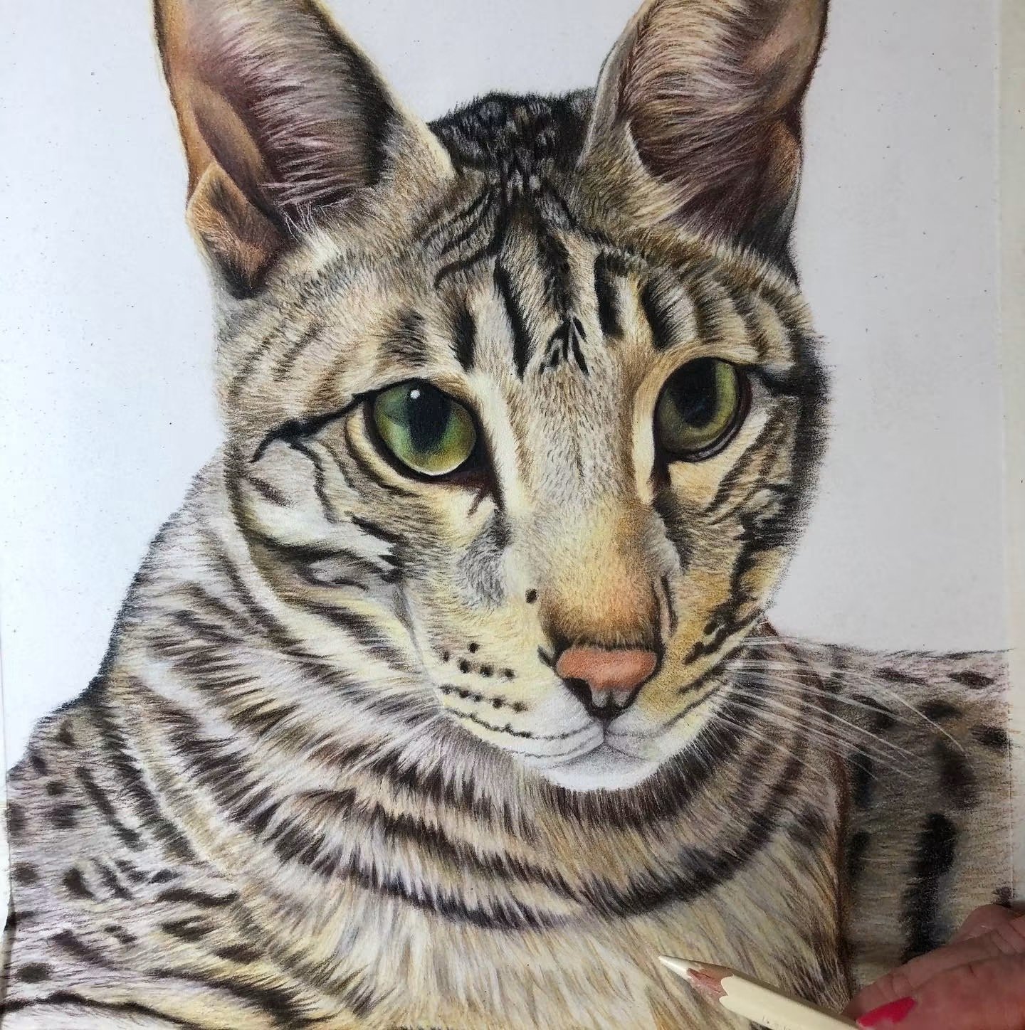Close-up of a realistic colored pencil drawing of a young tabby cat with green eyes and detailed striped fur.