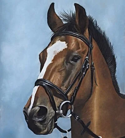 Close-up of a brown and white horse's head with a black bridle against a blue background.