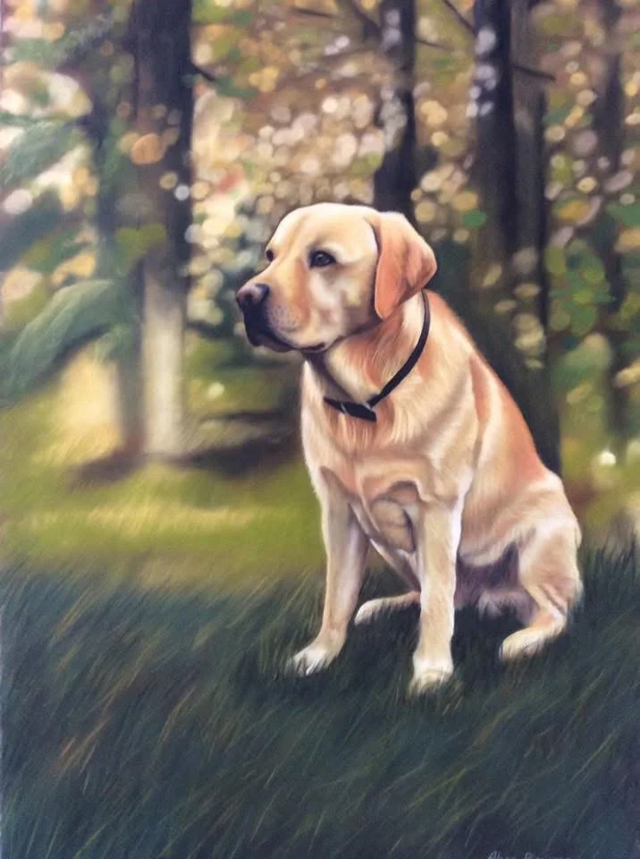 A yellow Labrador retriever sitting outdoors on grass with a forest background.