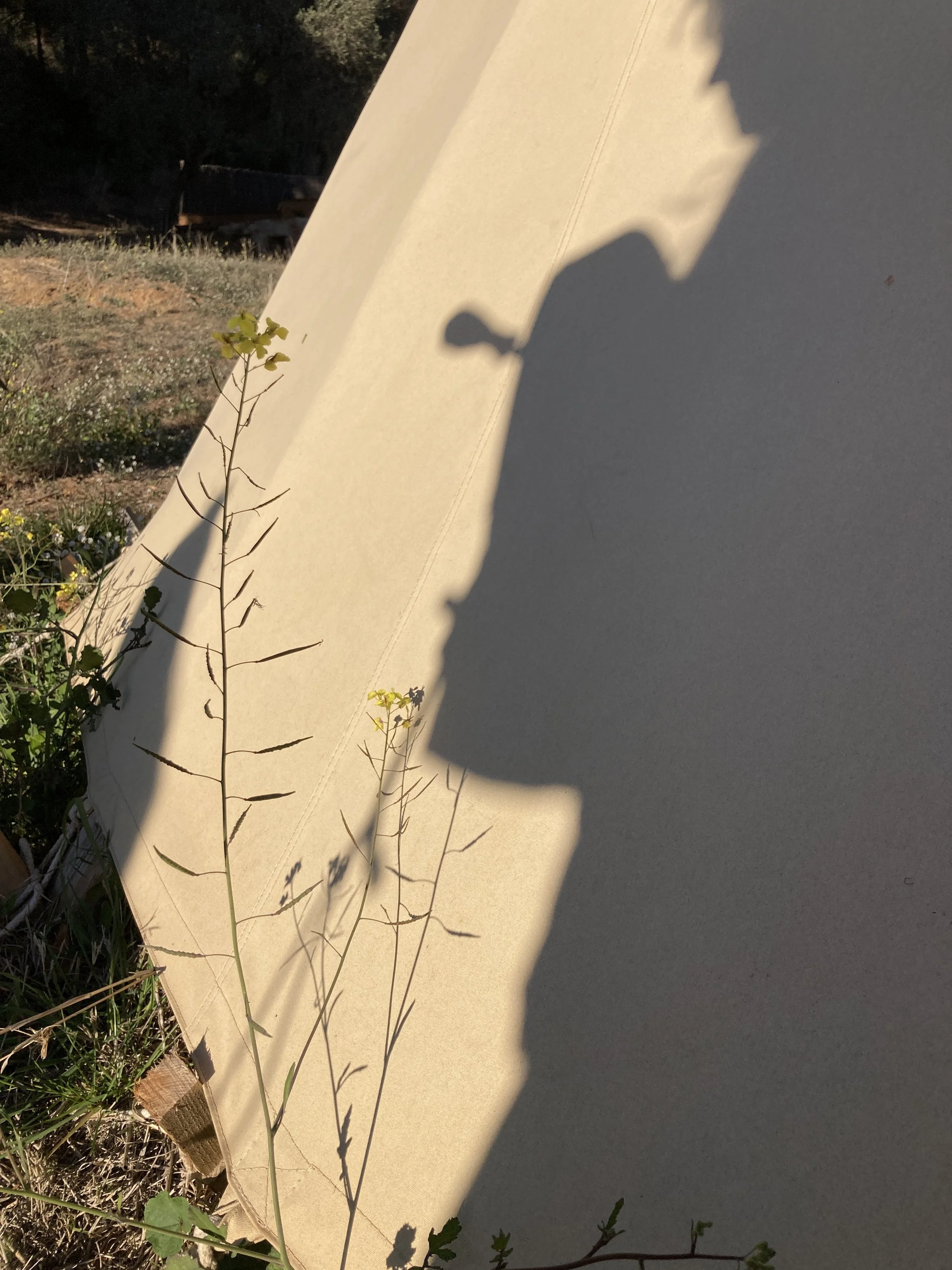 Sombra de persona con cámara en una tienda de campaña, planta en primer plano.