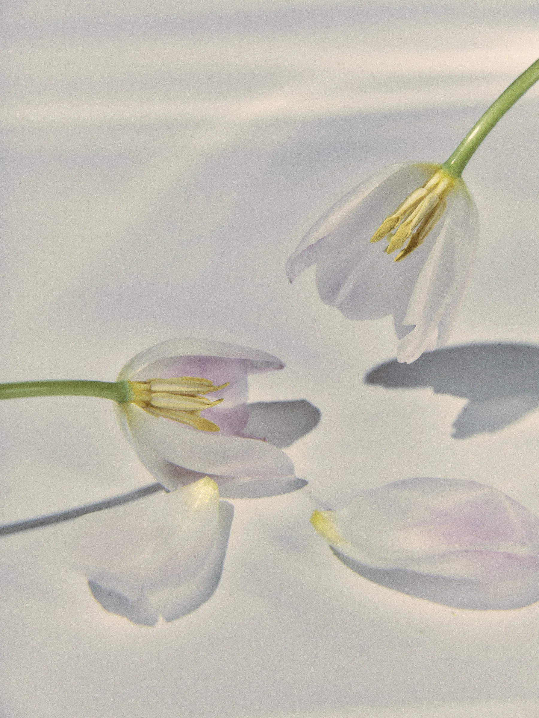 Dos flores blancas y rosadas caídas sobre una superficie blanca, con sombras suaves.