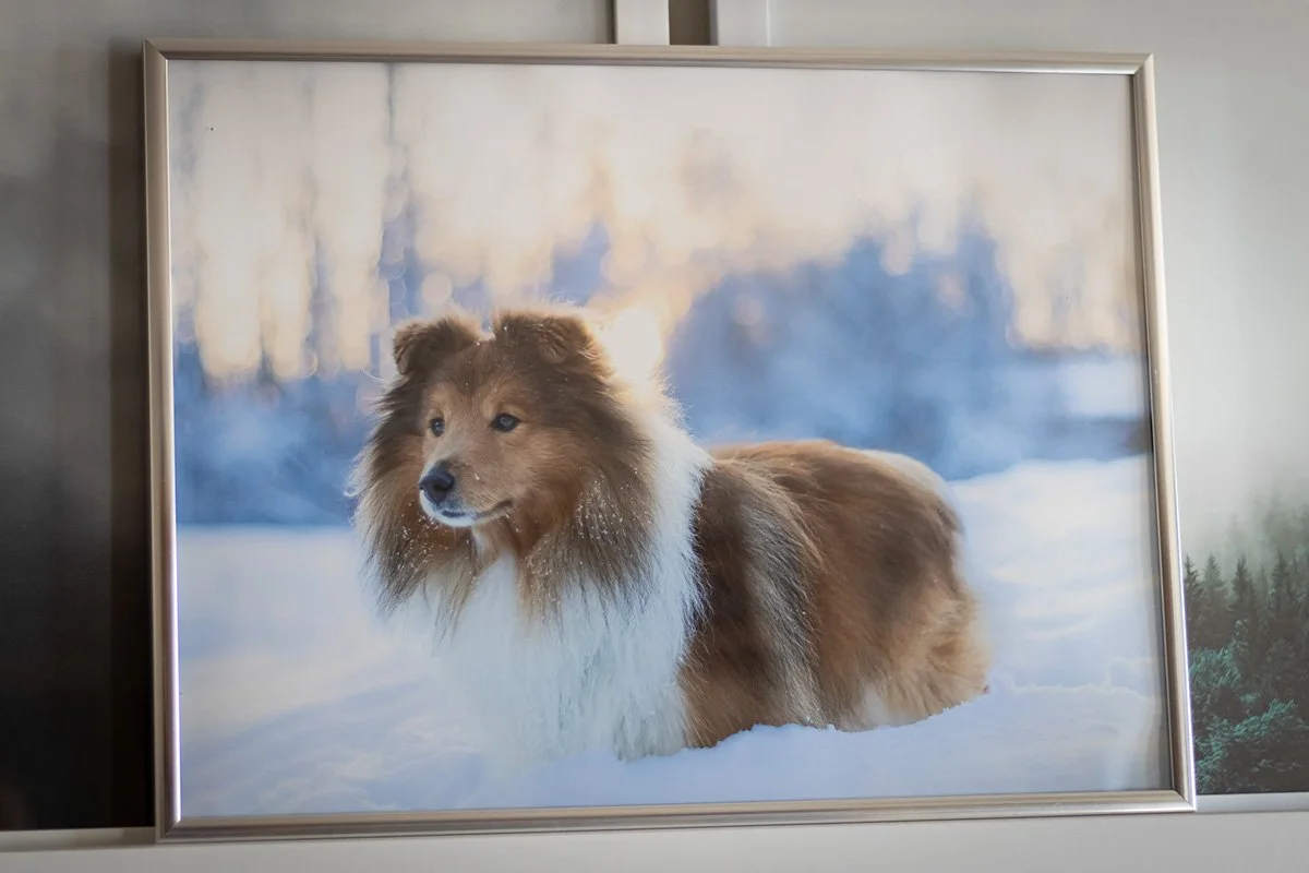 pris hundfotografering vad kostar en djurfotografering?