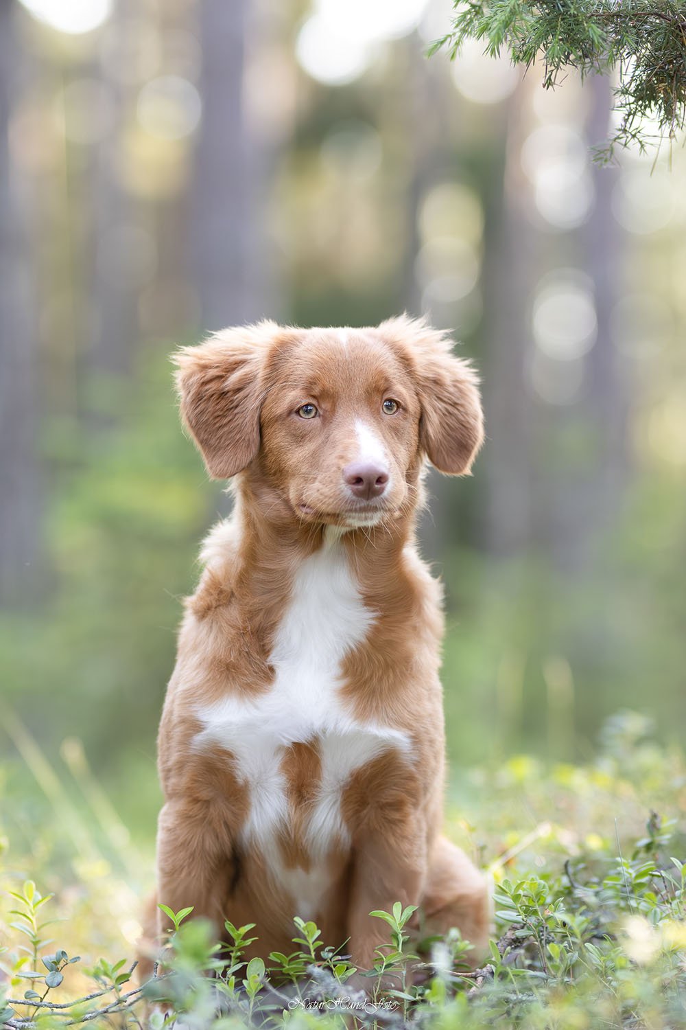 Hundvalp valpfotografering hundvalpfotografering fotografera din valp