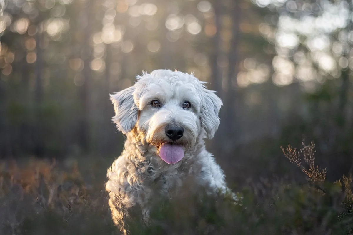 hundfotograf Stockholm hundfotografering hundporträtt