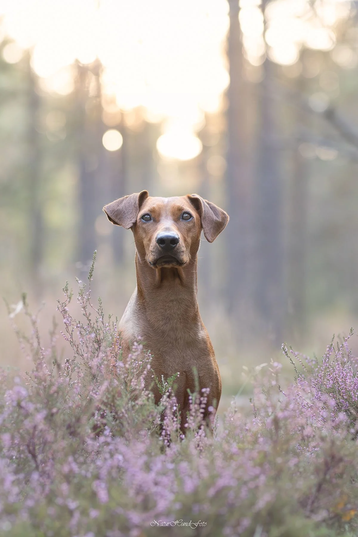 hundfotograf Stockholm Uppsala Strängnäs Nyköping hundfotografering hundporträtt djurporträtt