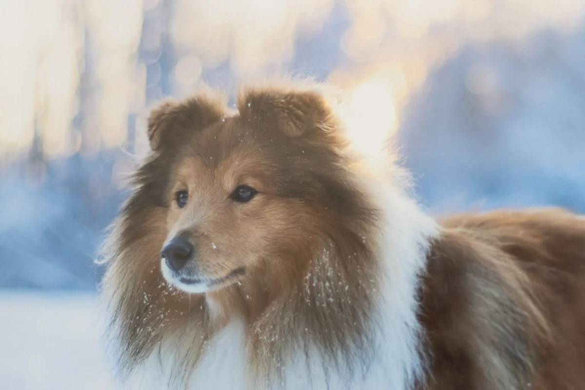 pris hundfotografering vad kostar en djurfotografering?