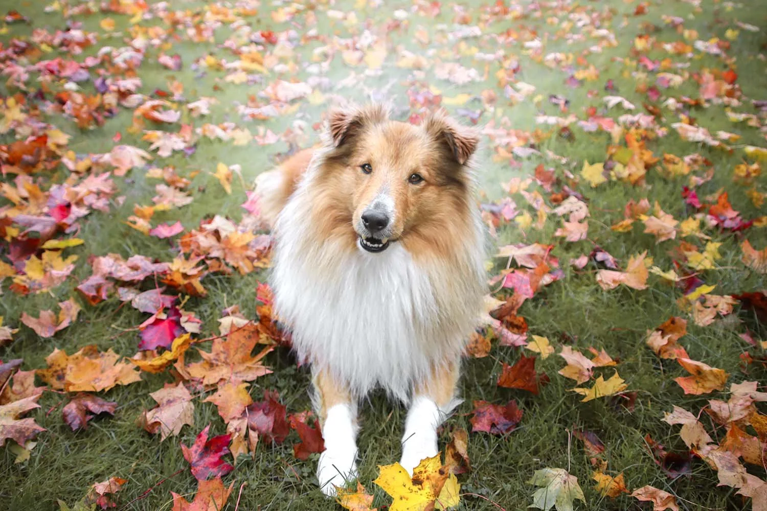 hundfotograf Stockholm Uppsala Strängnäs Nyköping hundfotografering hundporträtt djurporträtt