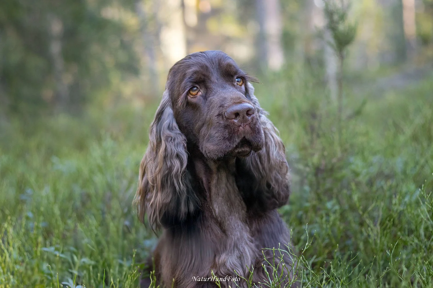 hundfotograf Stockholm Uppsala Strängnäs Nyköping hundfotografering hundporträtt djurporträtt