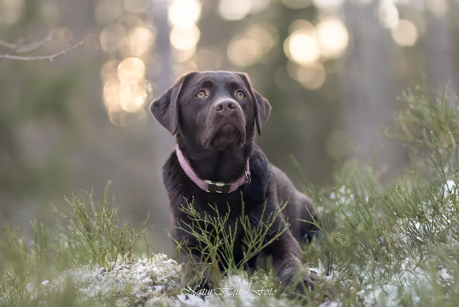 hundfotograf stockholm hundporträtt