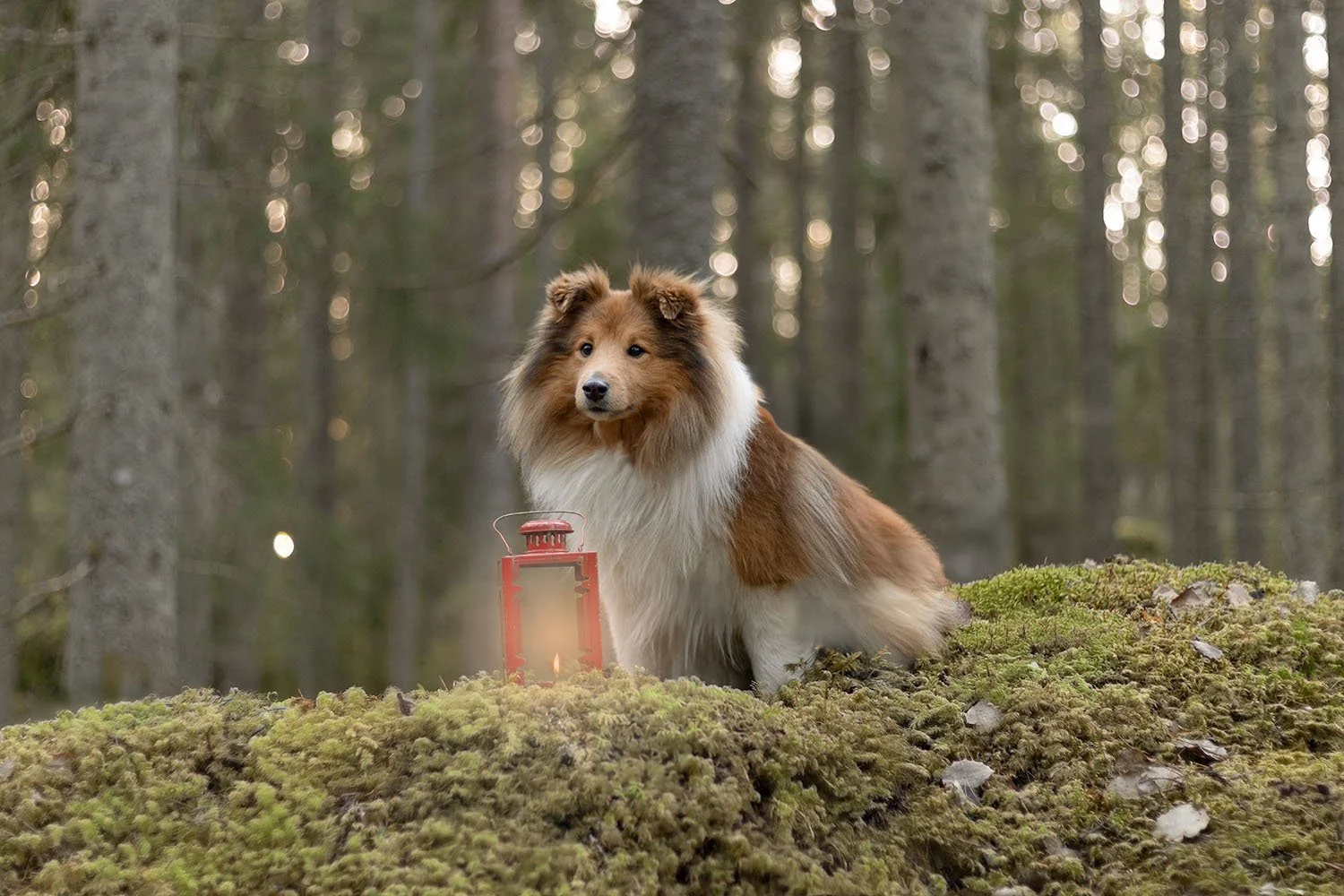 hundfotografering hundporträtt presentkort upplevelse