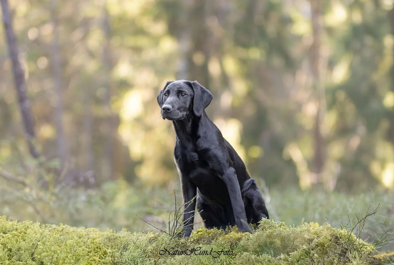 hundfotograf Stockholm Uppsala Strängnäs Nyköping hundfotografering hundporträtt djurporträtt