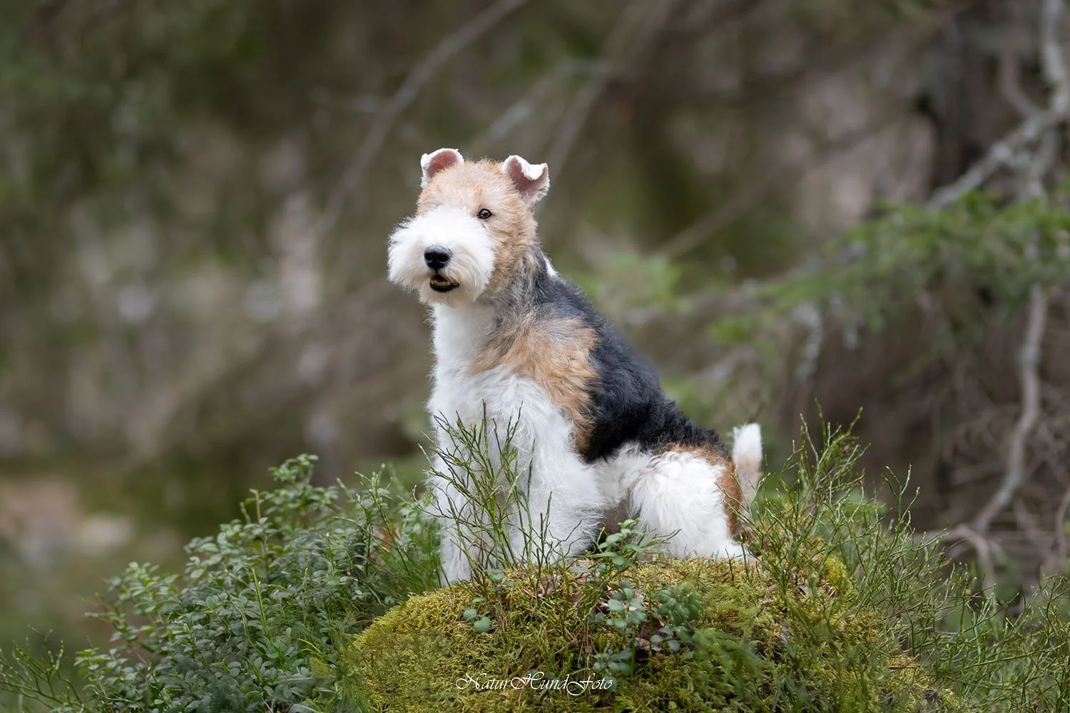 hundfotograf djurfotograf porträttfotograf Sundbyberg husdjursfotograf