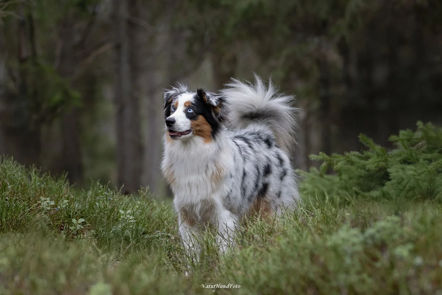 hundfotograf djurfotograf porträttfotograf Sundbyberg husdjursfotograf