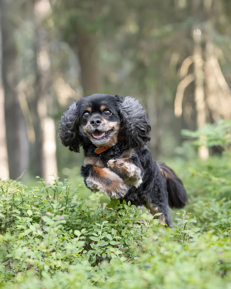 hundfotograf djurfotograf porträttfotograf Sundbyberg husdjursfotograf