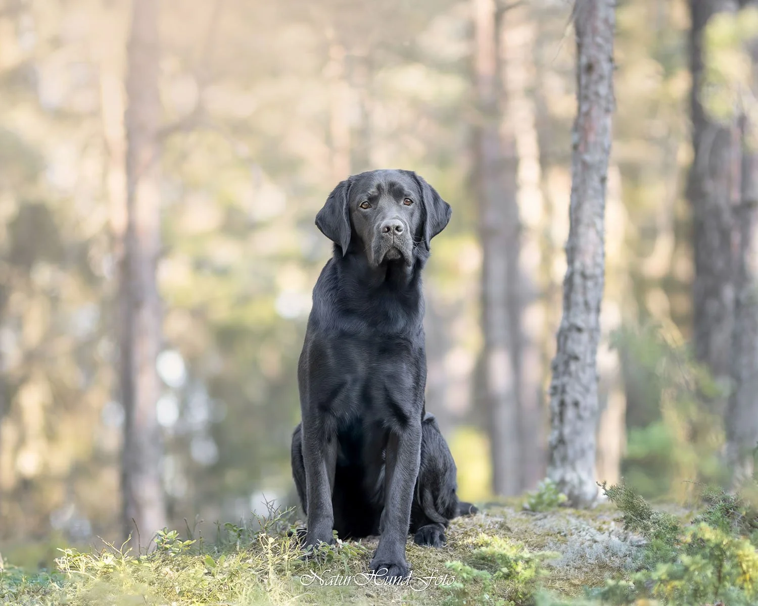 hundfotograf djurfotograf porträttfotograf Sundbyberg husdjursfotograf