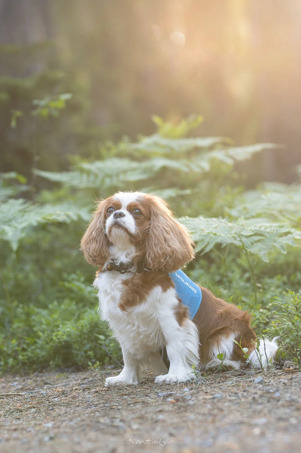 hundfotografbotkyrka djurfotografbotkyrka porträttfotografbotkyrka husdjursfotografbotkyrka