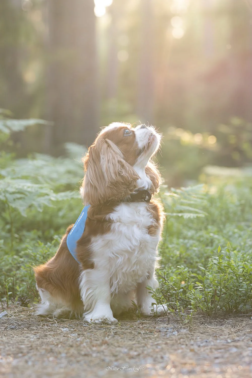 hundfotografbotkyrka djurfotografbotkyrka porträttfotografbotkyrka husdjursfotografbotkyrka