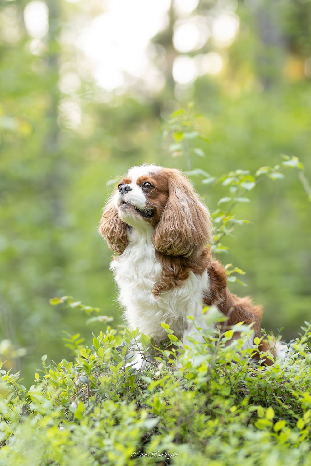 hundfotografbotkyrka djurfotografbotkyrka porträttfotografbotkyrka husdjursfotografbotkyrka