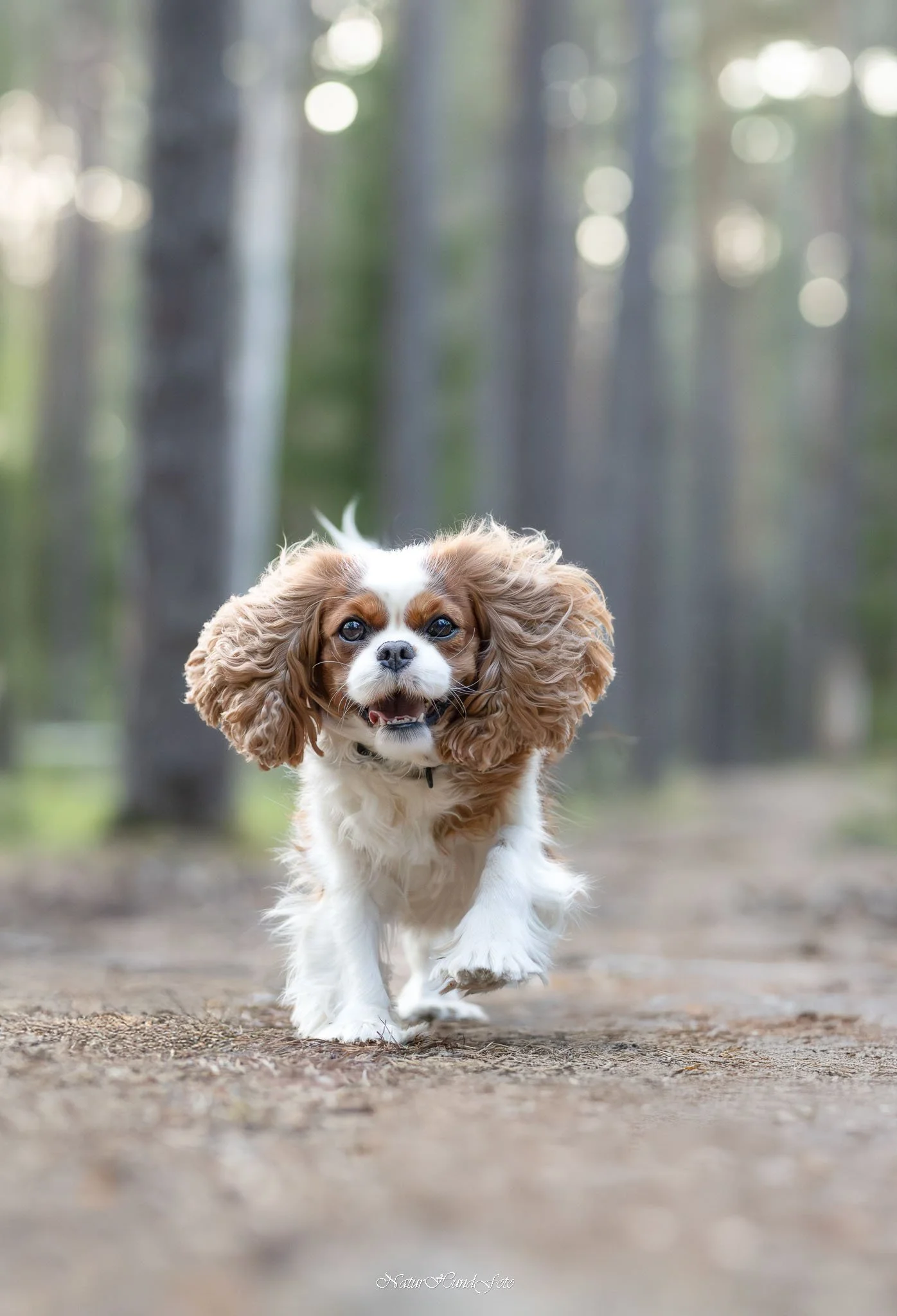 hundfotografbotkyrka djurfotografbotkyrka porträttfotografbotkyrka husdjursfotografbotkyrka