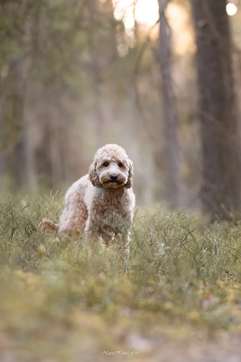 hundfotografbotkyrka djurfotografbotkyrka porträttfotografbotkyrka husdjursfotografbotkyrka