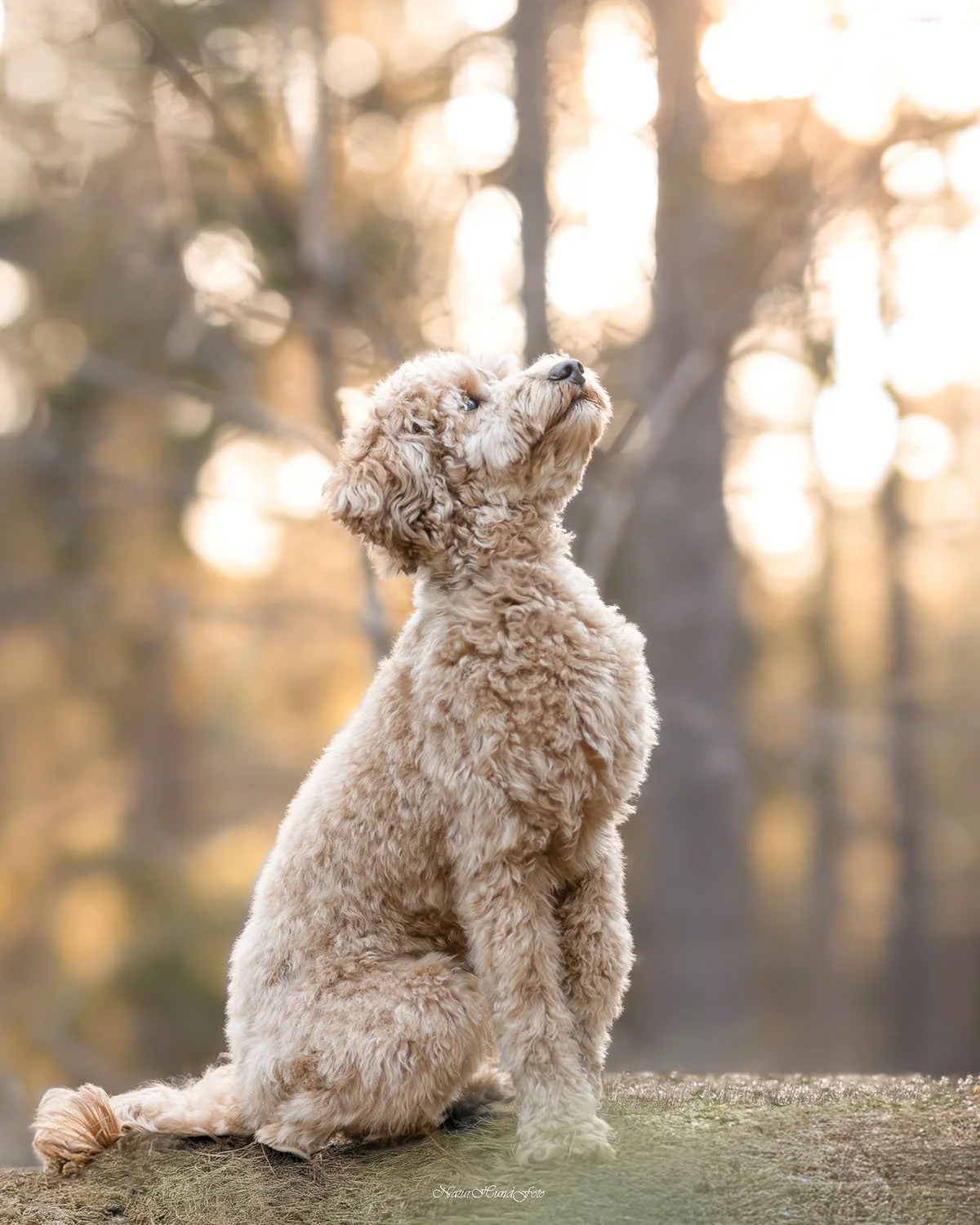 hundfotografbotkyrka djurfotografbotkyrka porträttfotografbotkyrka husdjursfotografbotkyrka