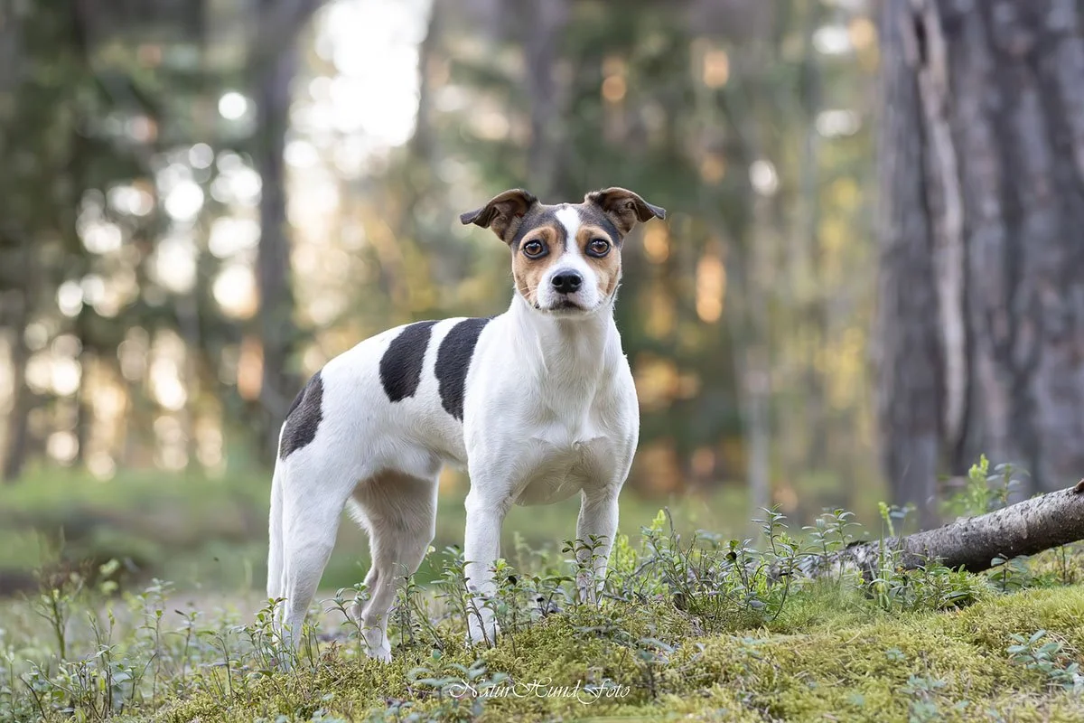 hundfotografuppsala djurfotografuppsala porträttfotografuppsala