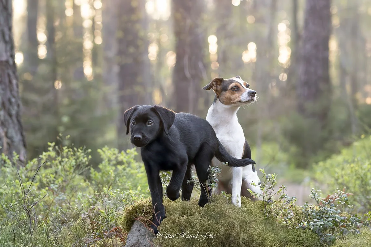 hundfotografuppsala djurfotografuppsala porträttfotografuppsala