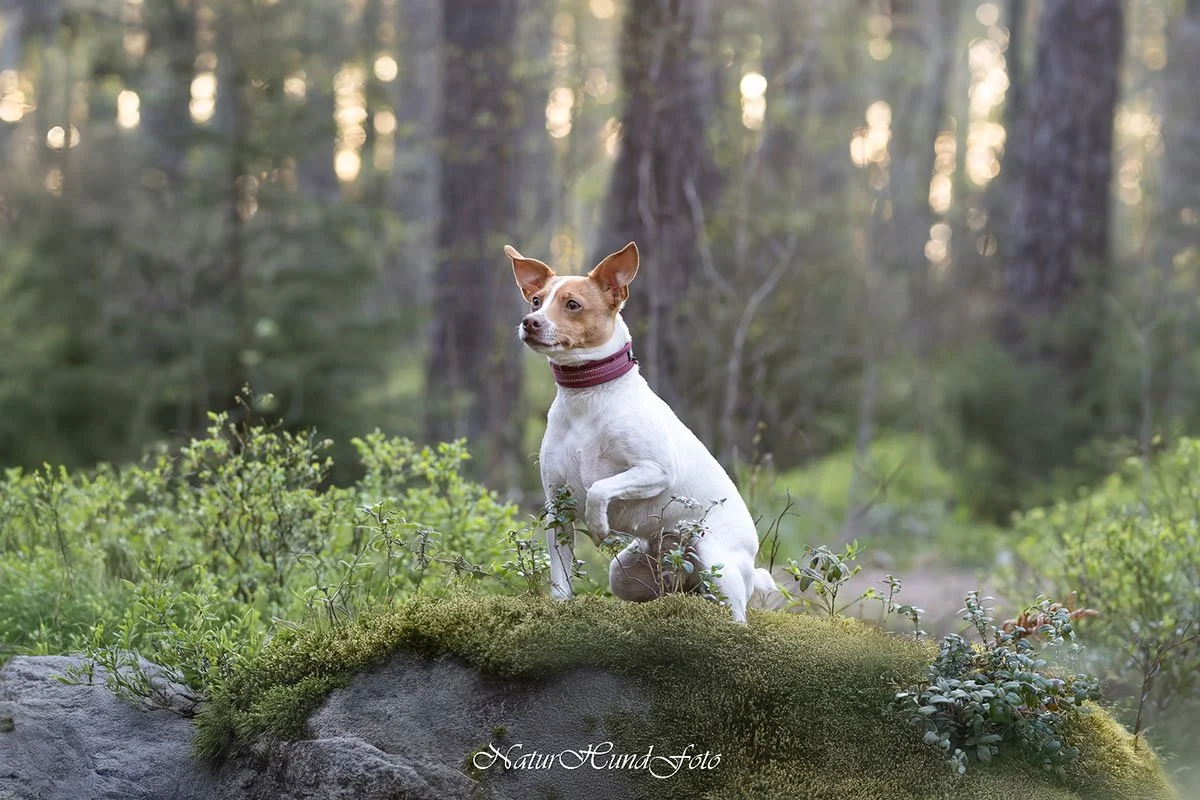 hundfotografuppsala djurfotografuppsala porträttfotografuppsala