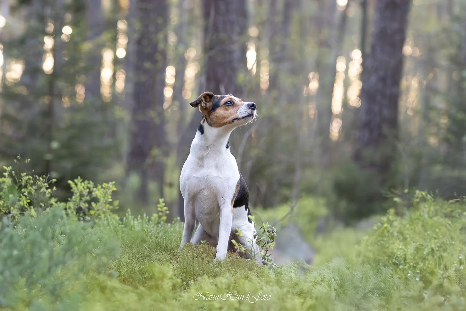 hundfotografuppsala djurfotografuppsala porträttfotografuppsala