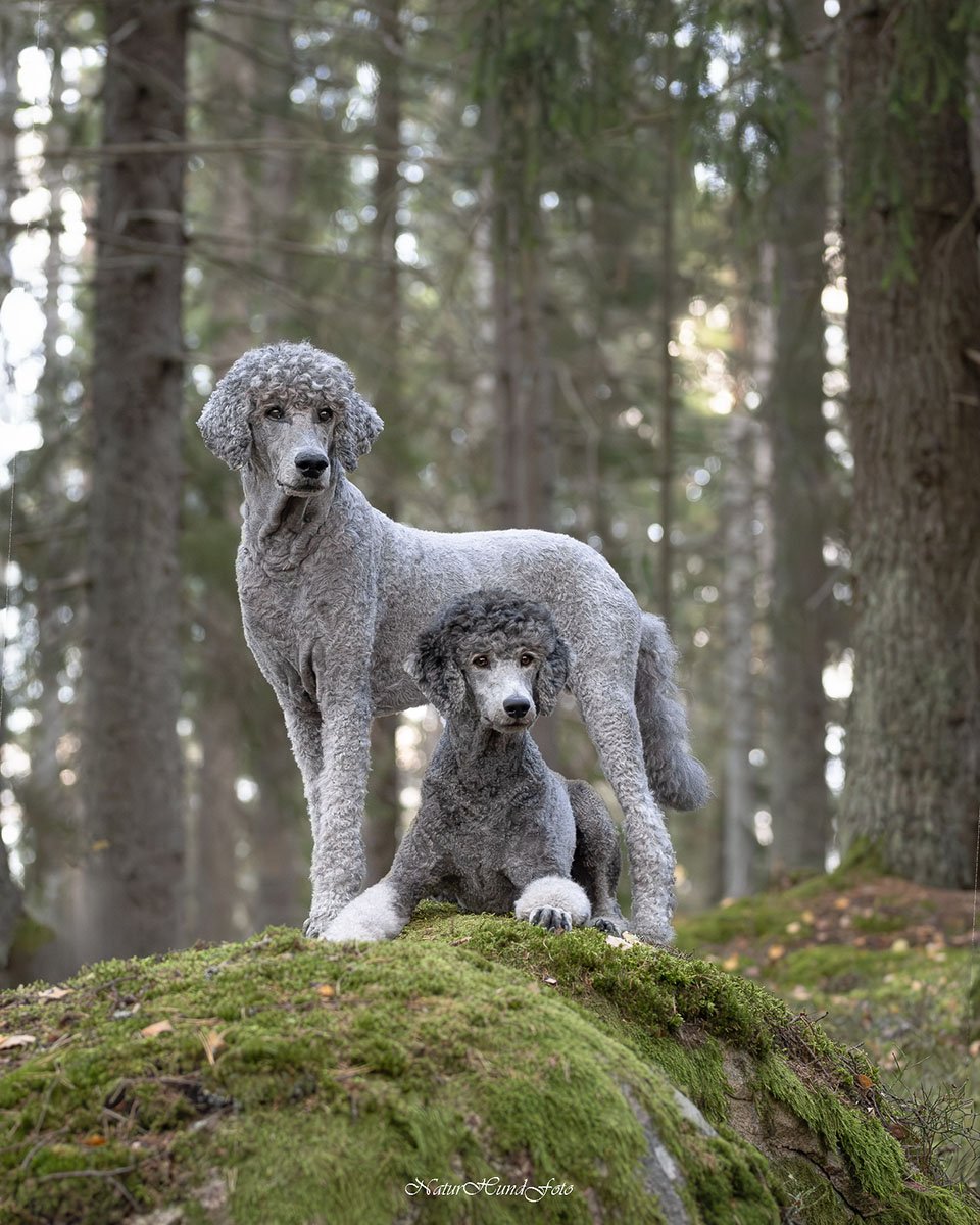 hundfotograf Sollentuna hundfotografSollentuna djurfotograf djurfotografSollentuna hundporträttSollentuna